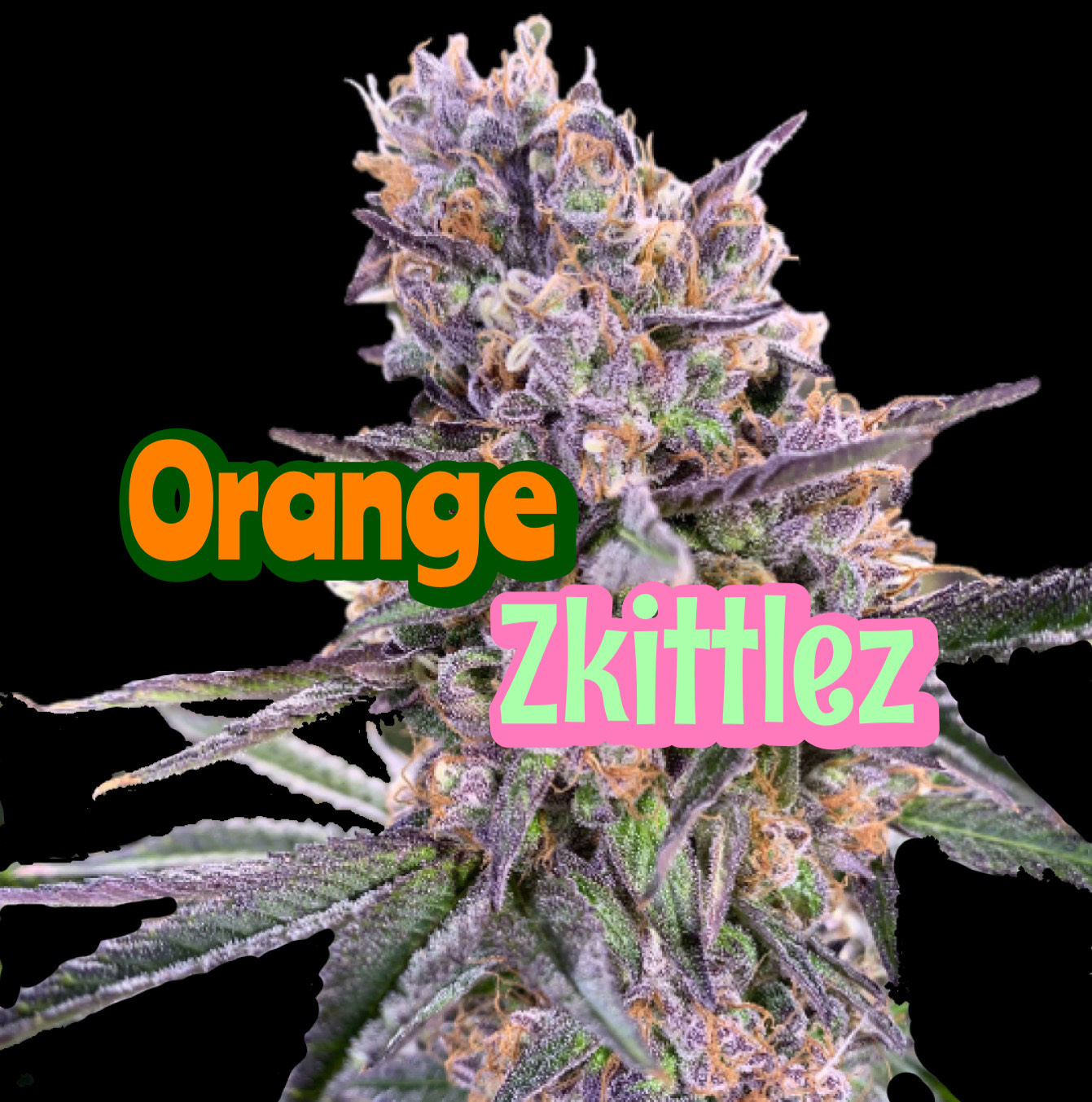 Orange Zkittlez