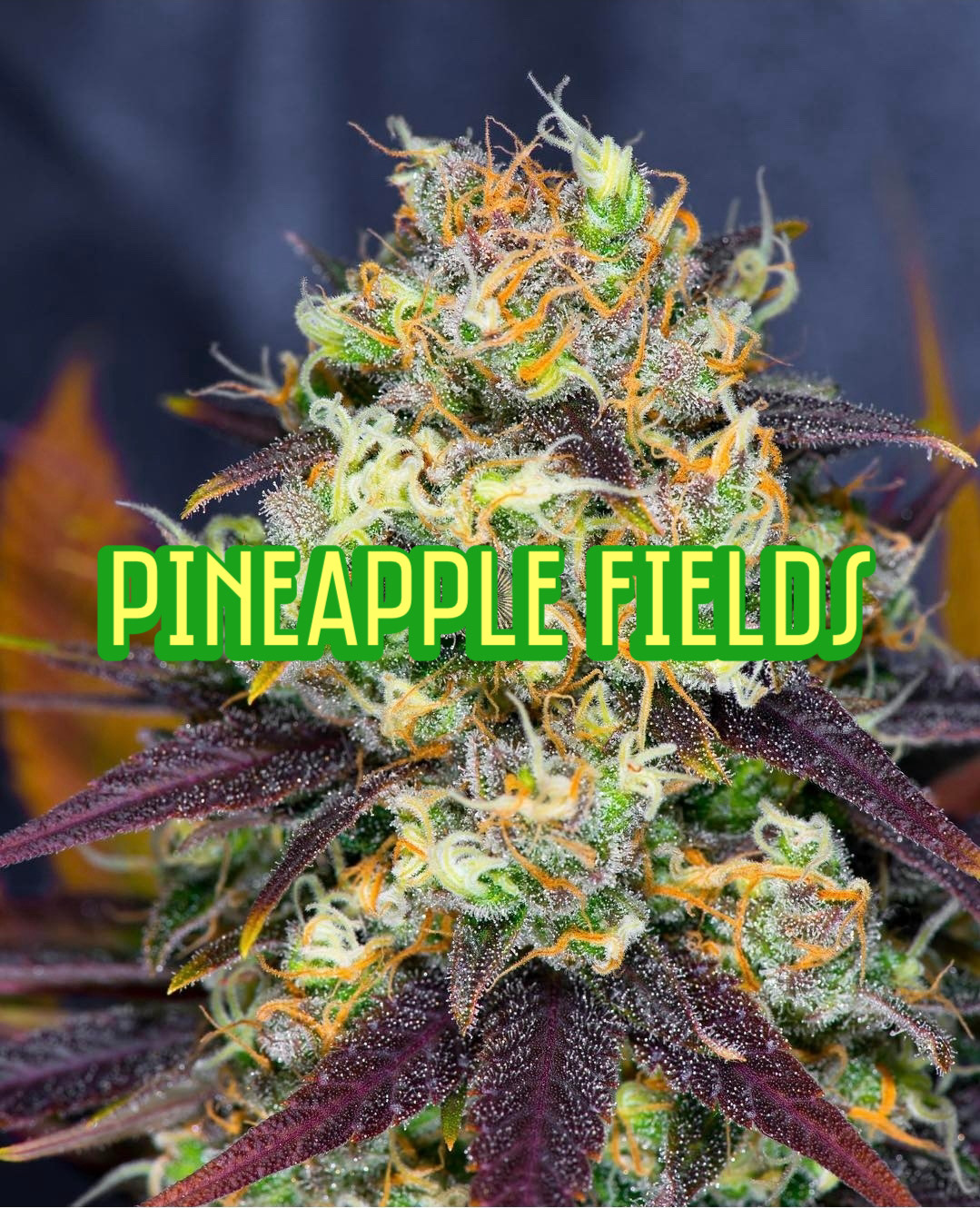 Pineapple Fields