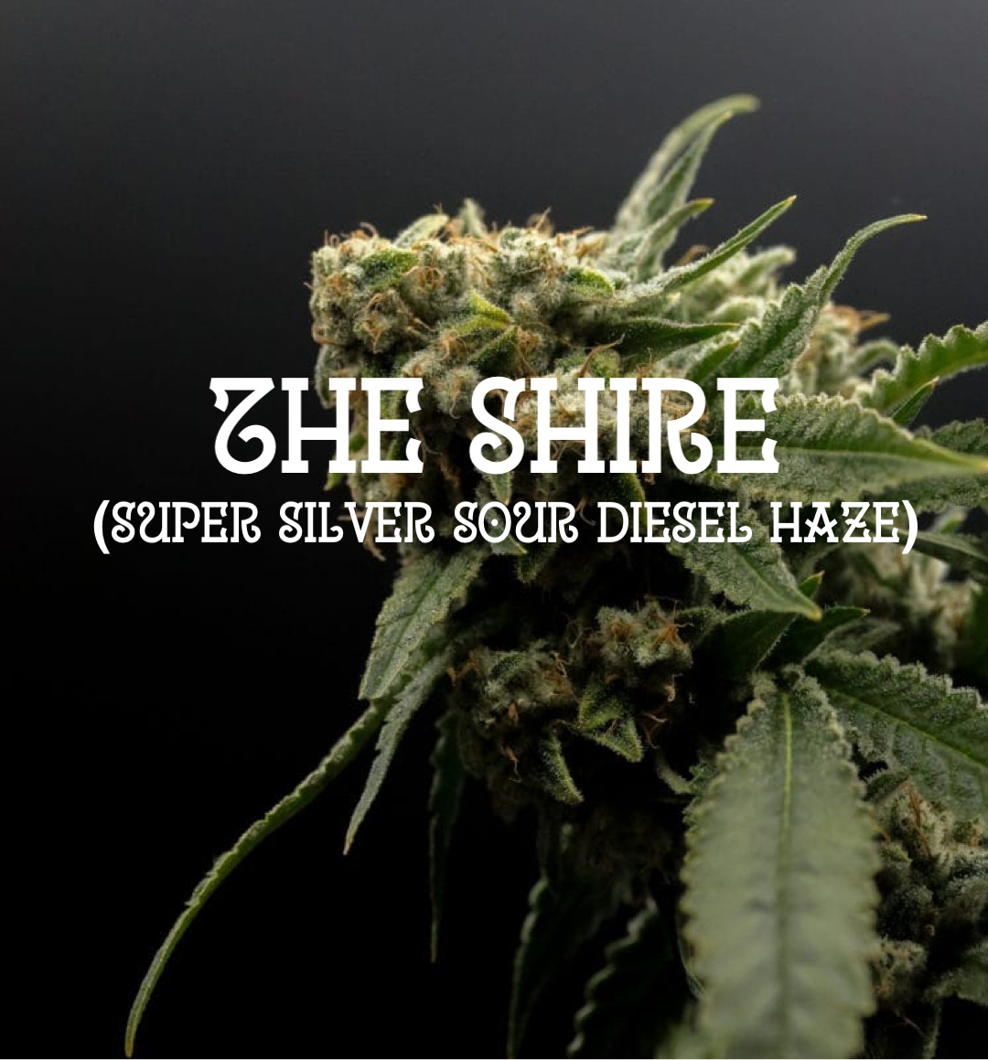 Super Silver Sour Diesel Haze