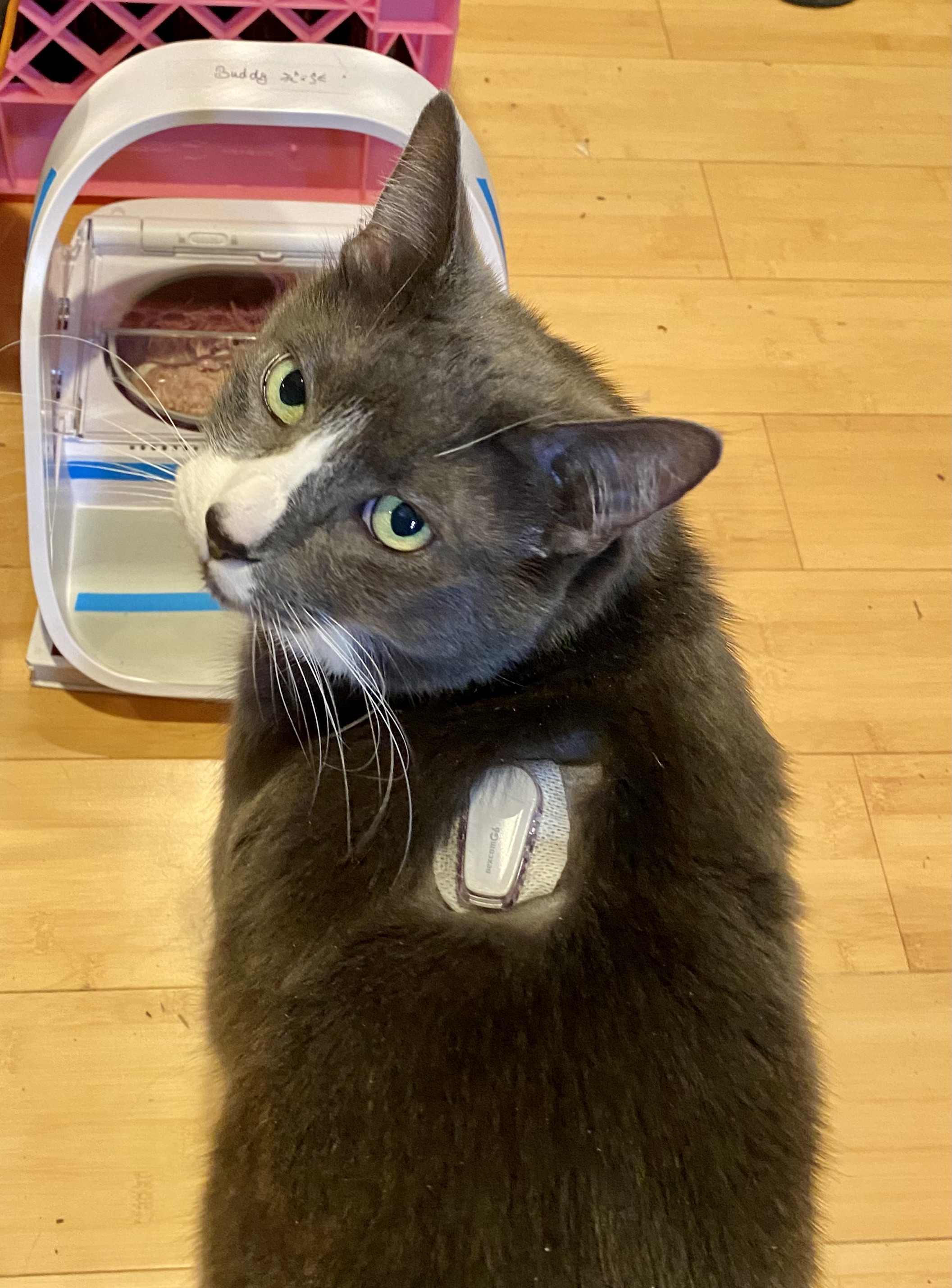 grey cat with a continuous blood glucose monitor on his back looking at you. He is in front of a Surepet Micro-chip activated pet feeding bowl.