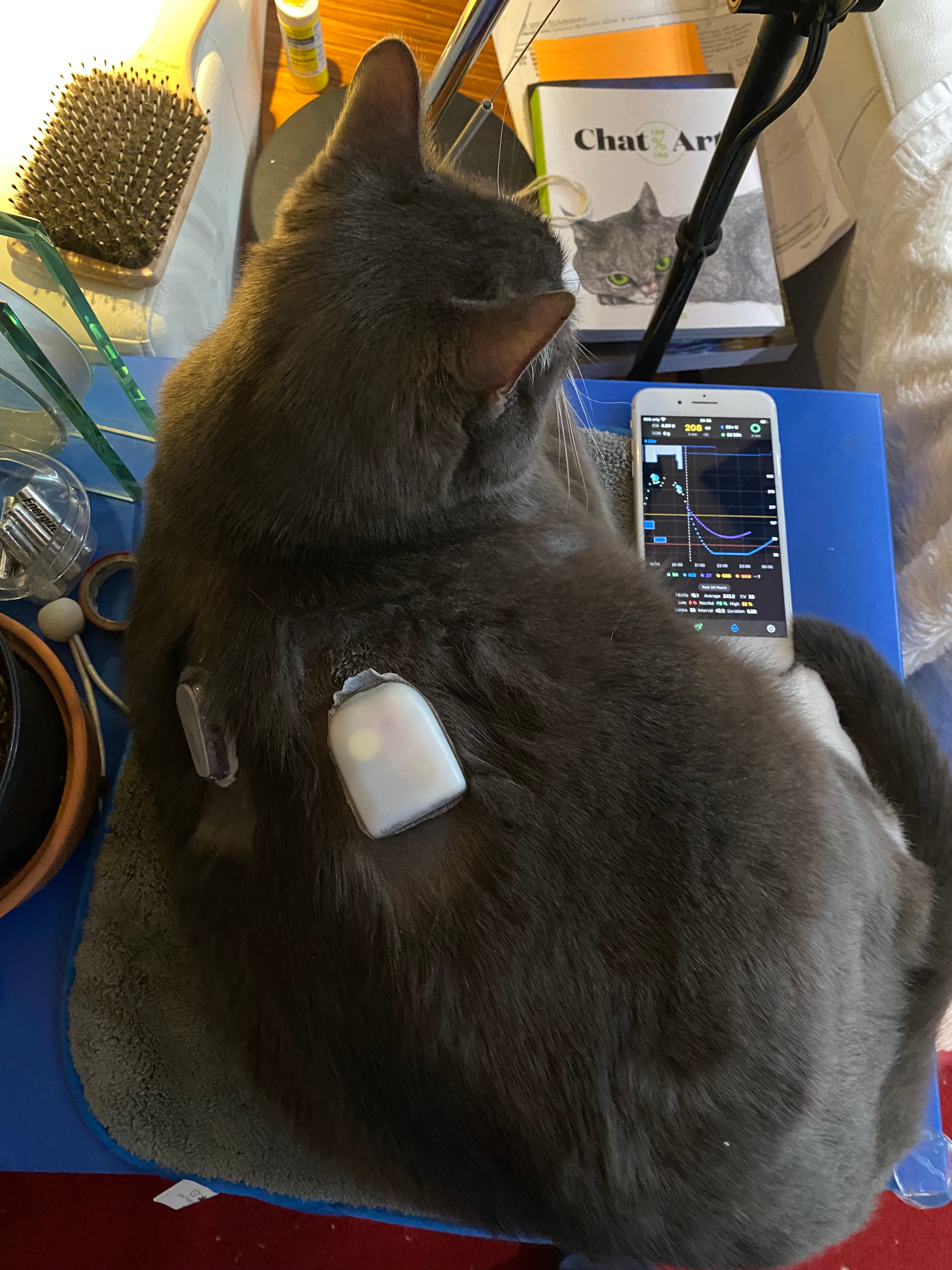 grey cat from behind. Cat is sitting on a blue surface, next to an iPhone showing the iAPS app, a blood sugar curve and some data. There is also a hairbrush - Buddy the cat loves being brushed.