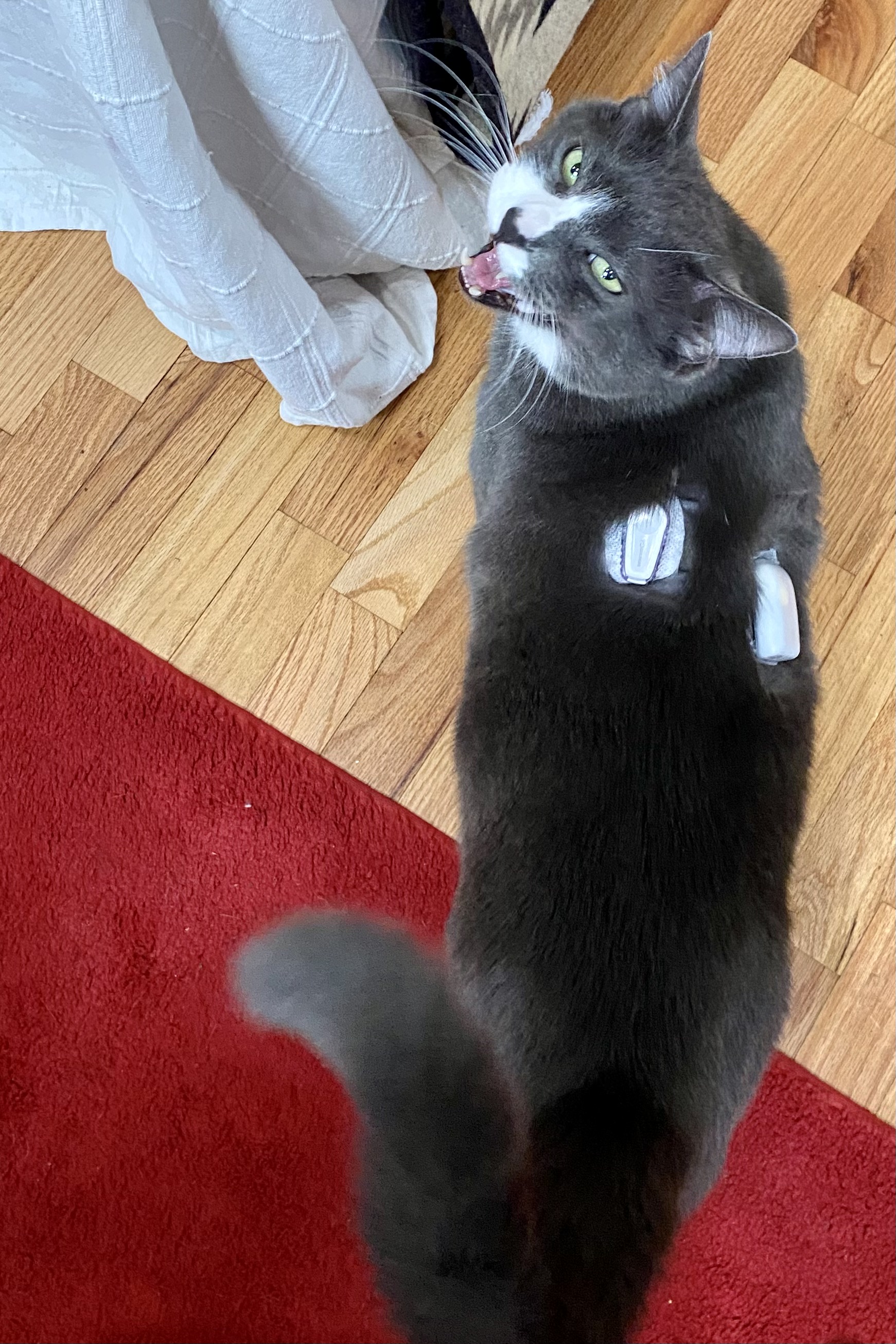 Meowing grey cat with insulin pump and CGM looking back at you.