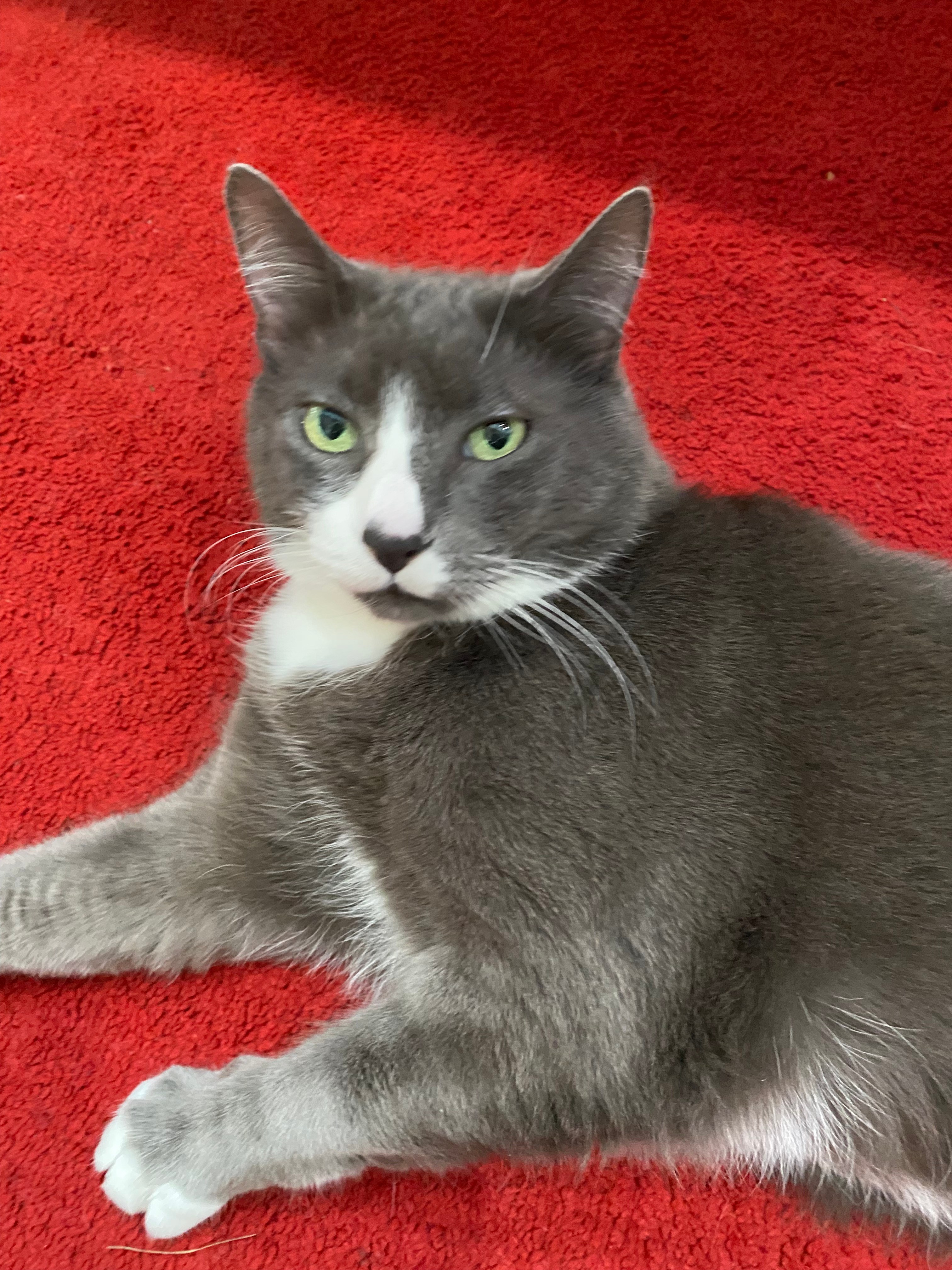 grey cat on red carpet, looking at you slightly quizzical.