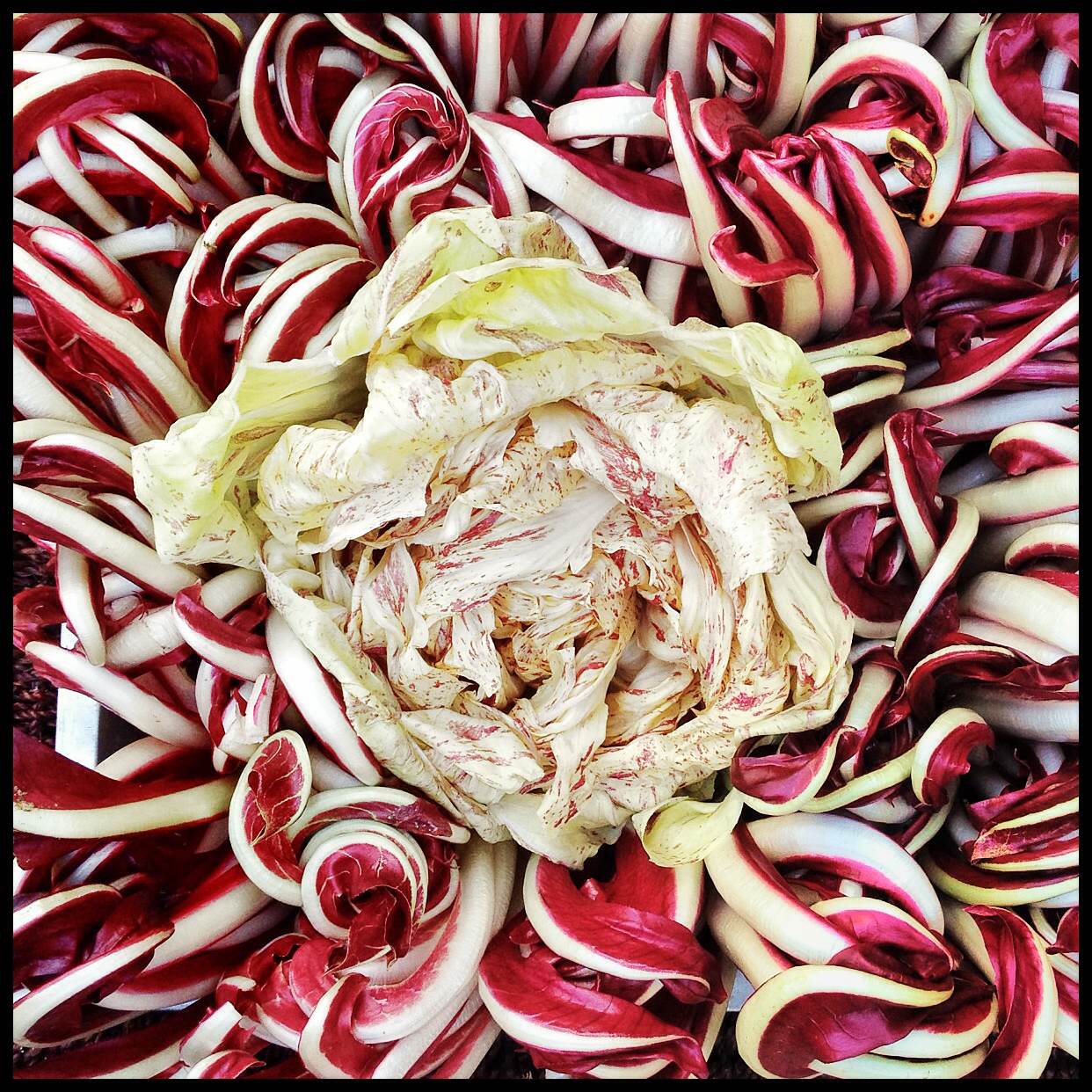 radicchio treviso