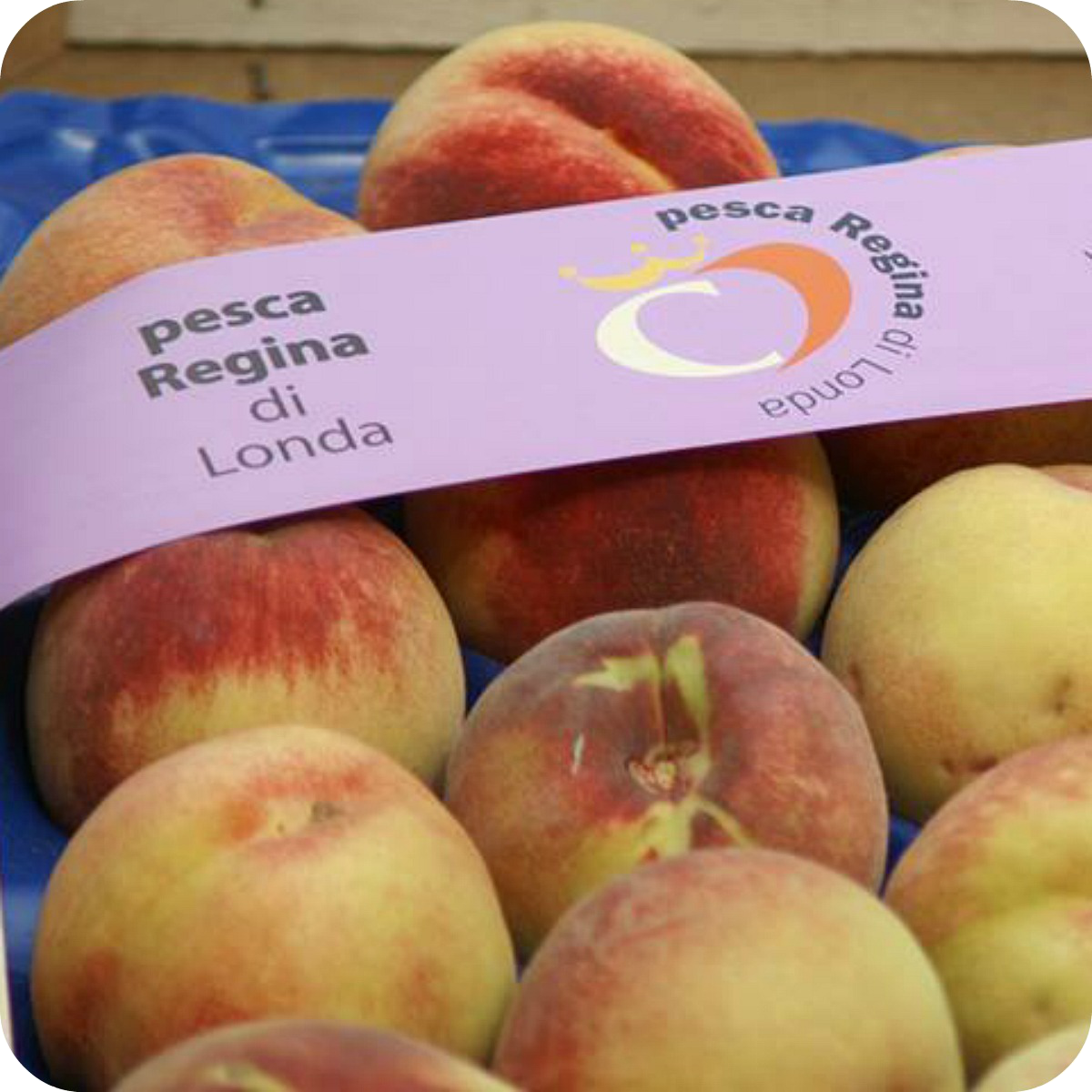 Pesca Regina di Londa