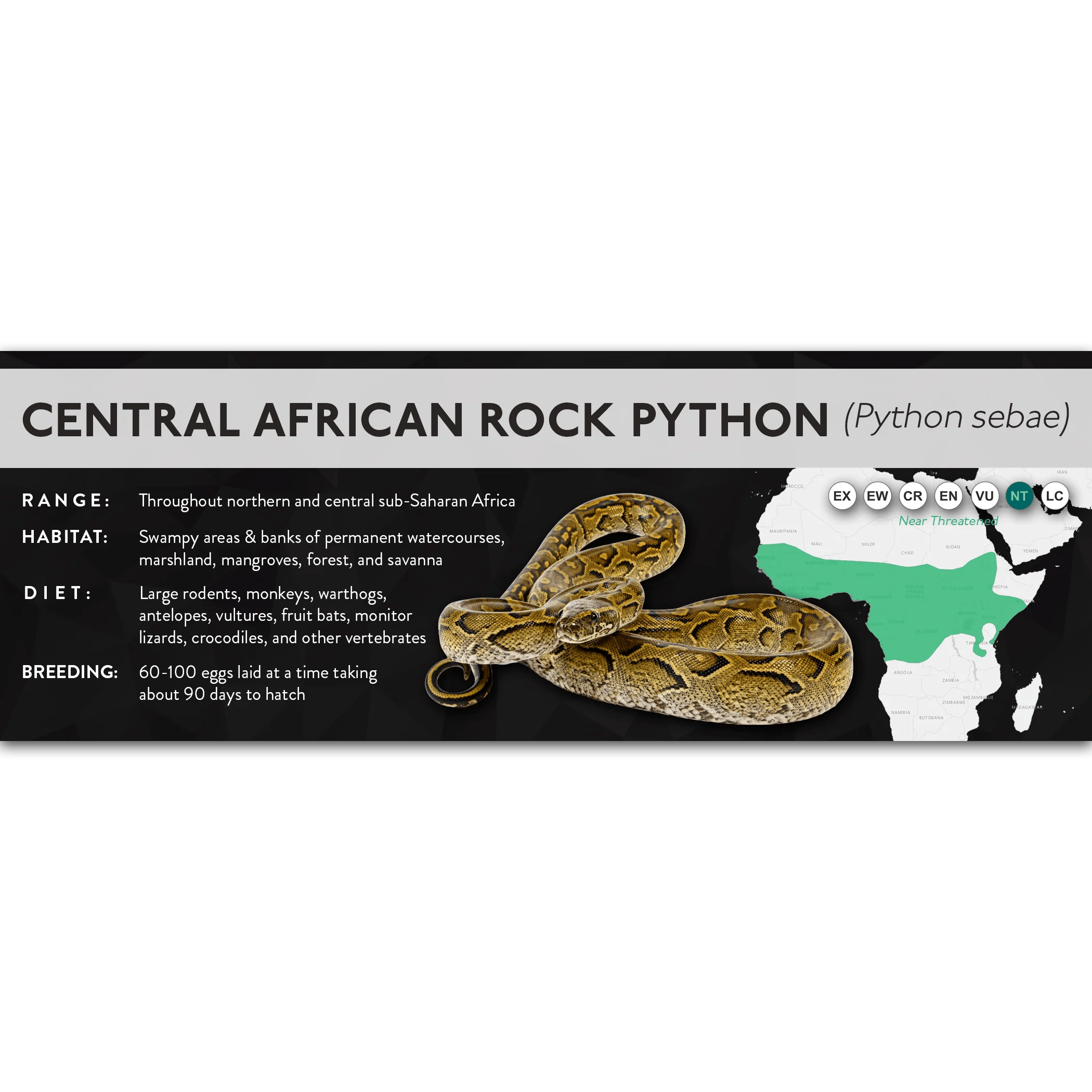 Central African Rock Python Python Sebae X Label Cloud Forest Design