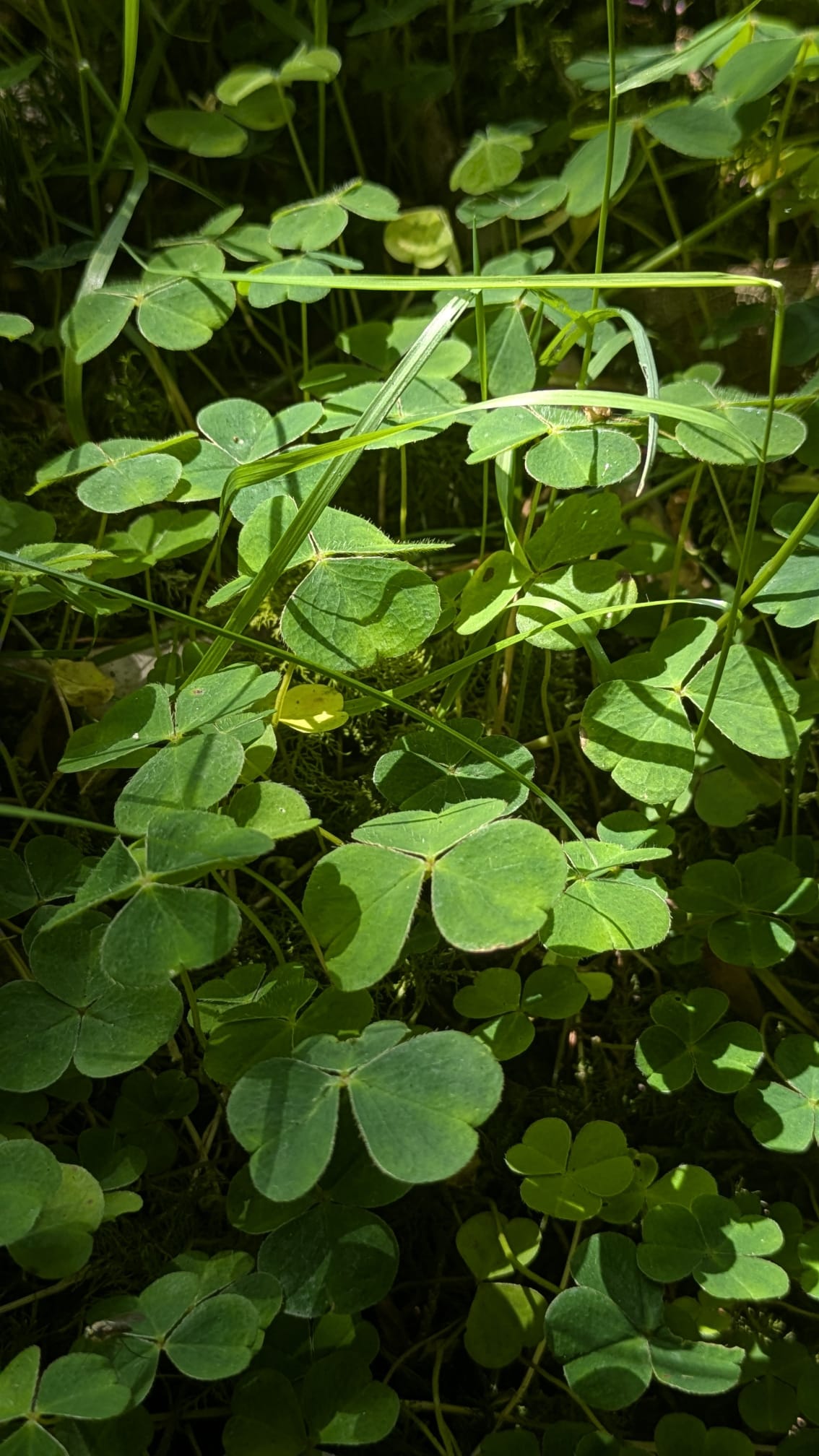 shamrocks 1