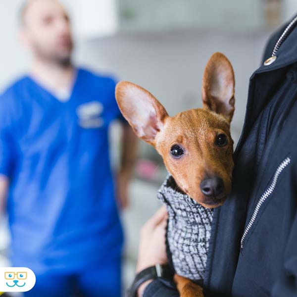 Cloverleaf animal hospital gallery