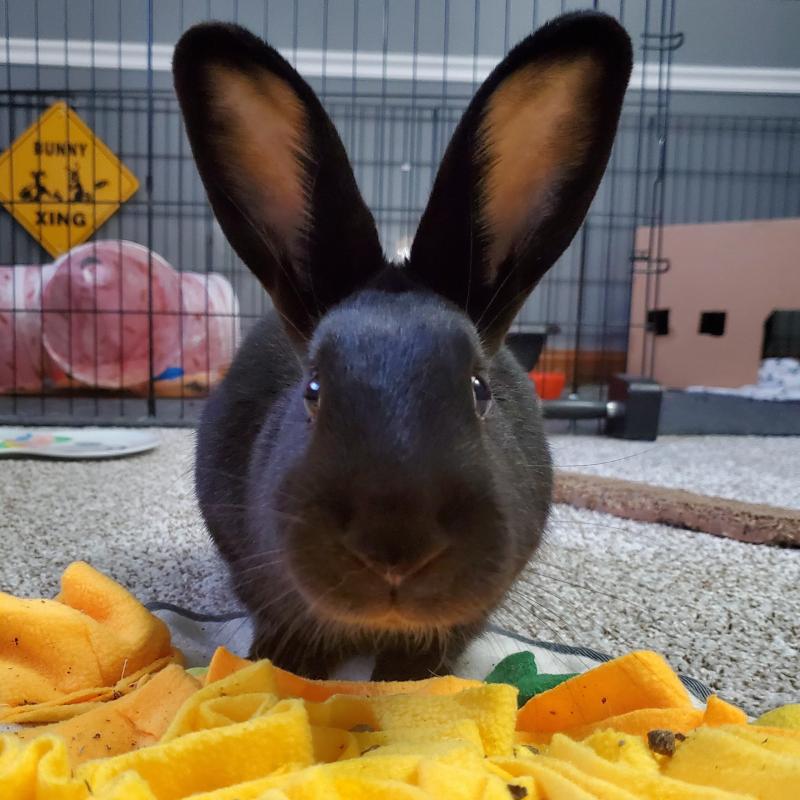 Clover Patch Studio Portfolio - Beautiful Landscape Background - 4K