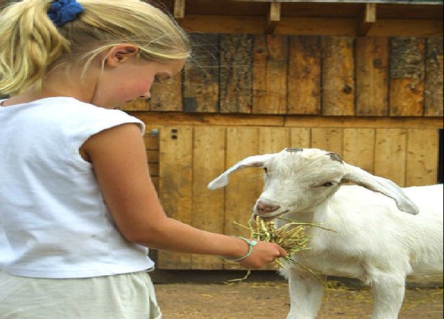 petting zoo parties and rentals ny nyc nj ct long island on petting zoo rental nj