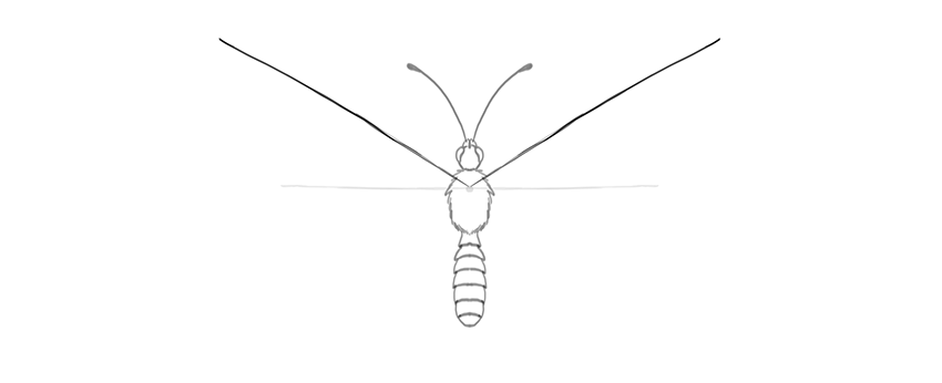 How To Draw A Butterfly Step By Step | Laptrinhx 346_X_850_png