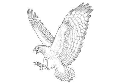 Flugel Zeichnen Lernen Schritt Fur Schritt Tutorial Zeichnen Leicht Gemacht