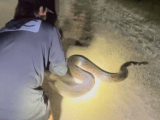 Python Hunters Team Up To Tackle Behemoth 198 Pound Snake
