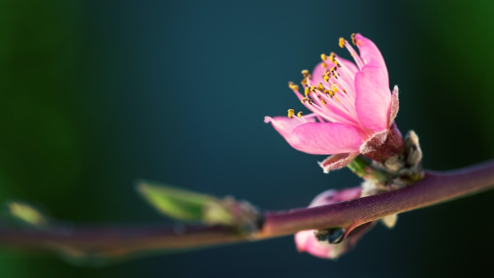 Vocabulaire connaître le nom des plantes et des arbres en anglais