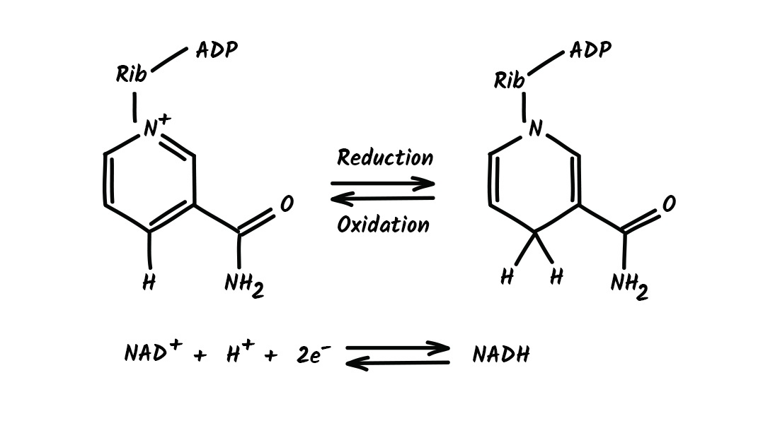 надн2 формула биохимия. Nadh биохимия. над и надн2 формула. формула надн биохимия. надн биохимия.