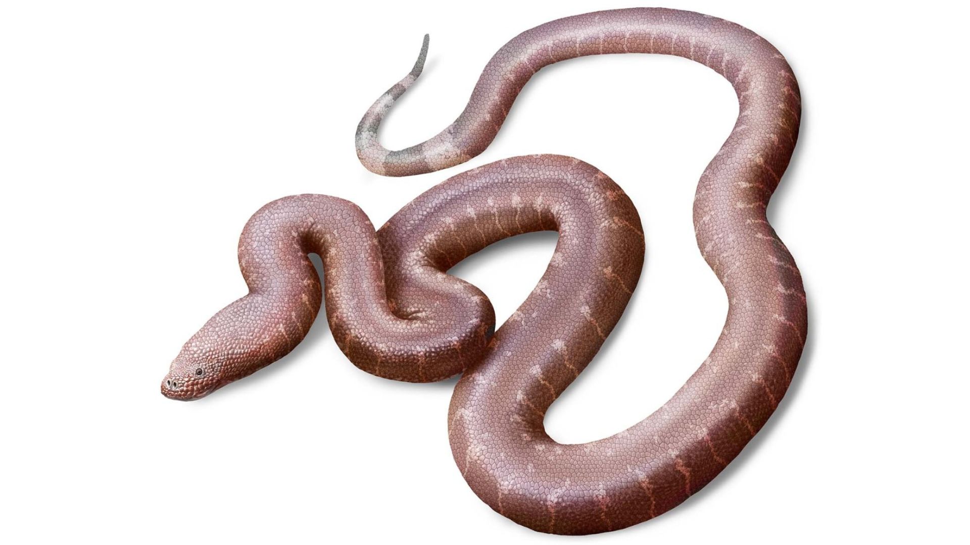 37 Million-Year-Old Snake Ancestor Discovered: Unveiling the Paradoxophidion richardoweni (2025)