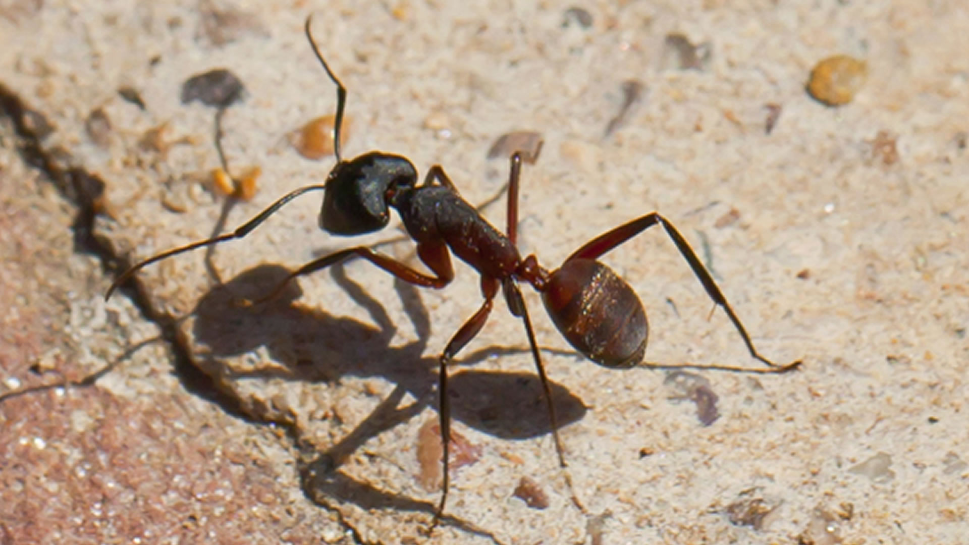 Robots Navigate Like Animals: A New GPS-Free System Inspired by Nature (2025)