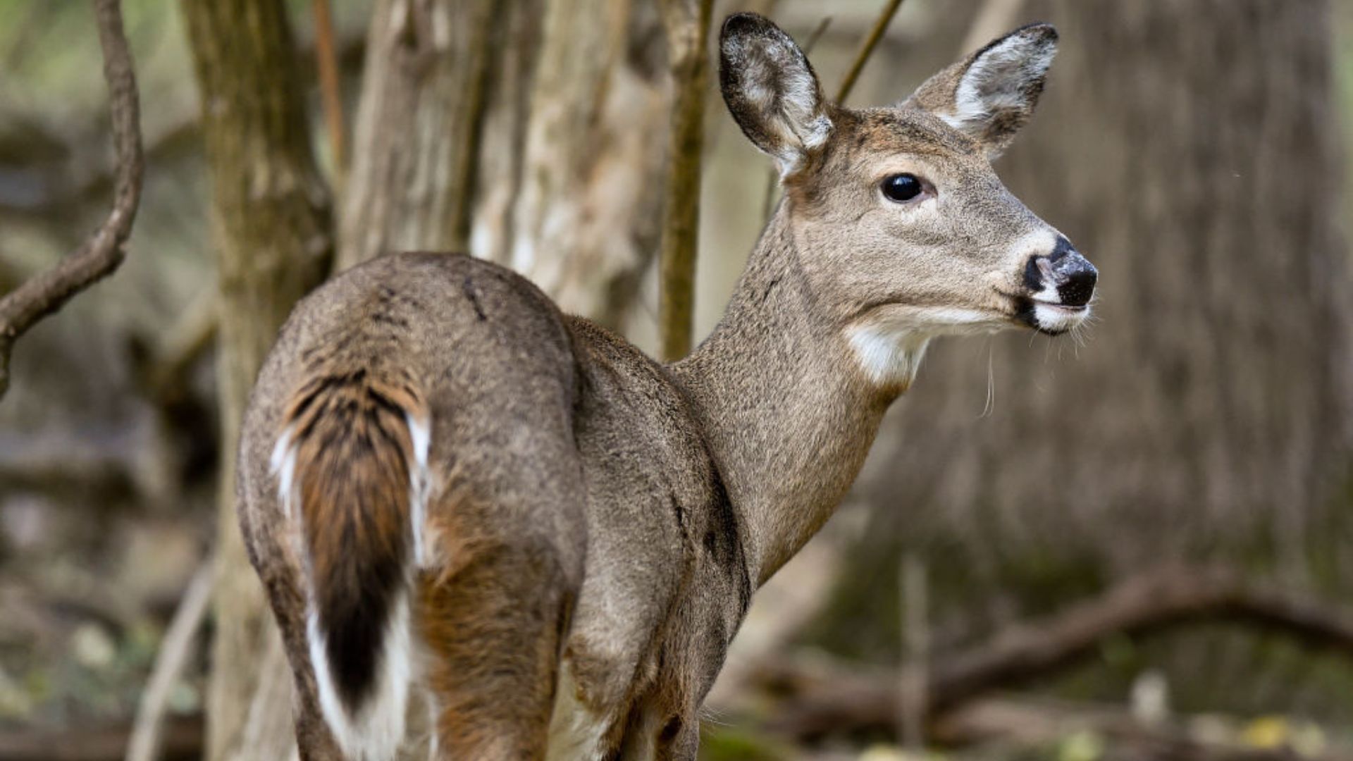 Deer's Secret Language: How UV Light Reveals Their Hidden Communication (2026)