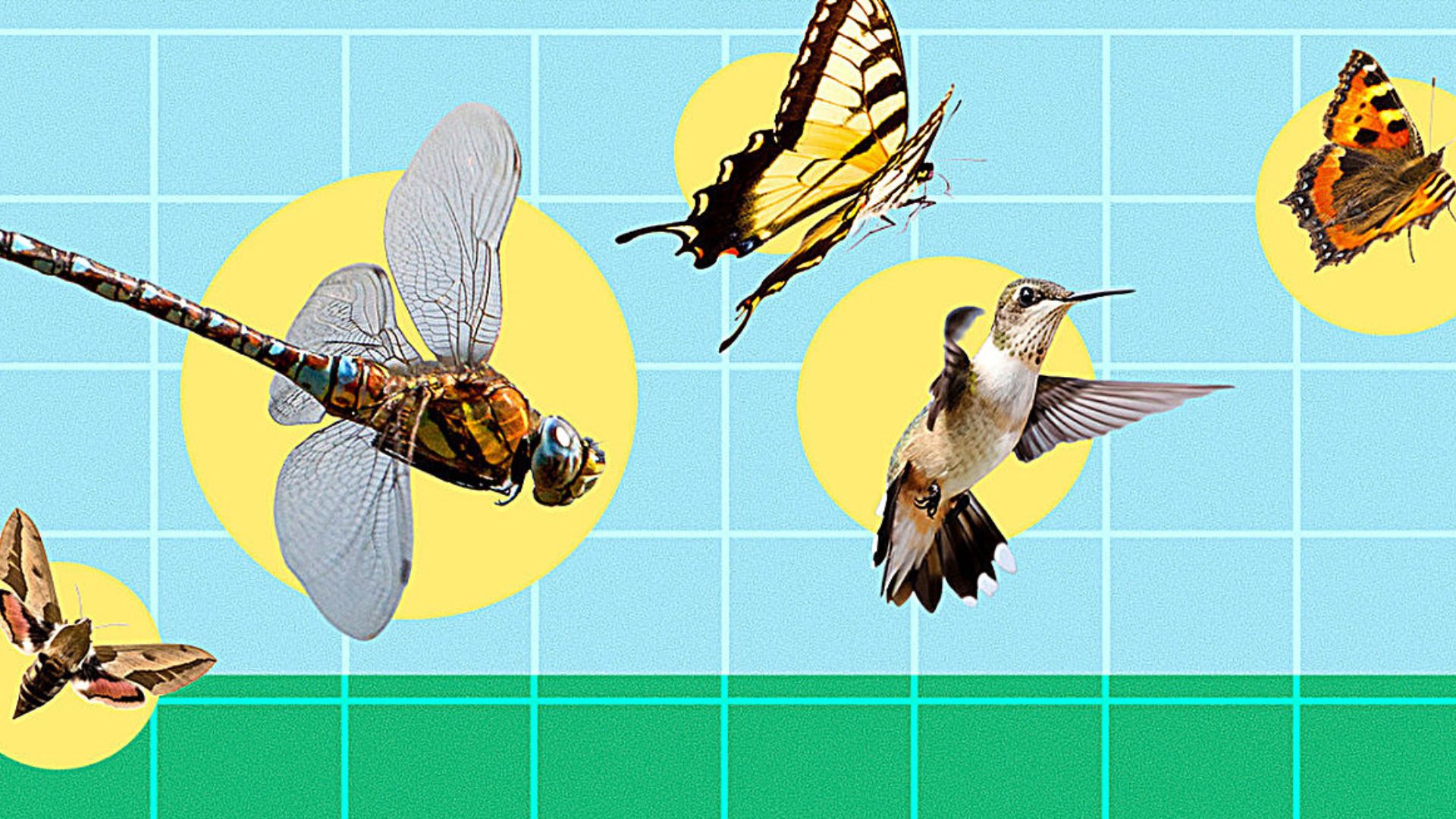 Unveiling the Secret to Stable Flight: Cornell's Insect-Inspired Breakthrough (2026)