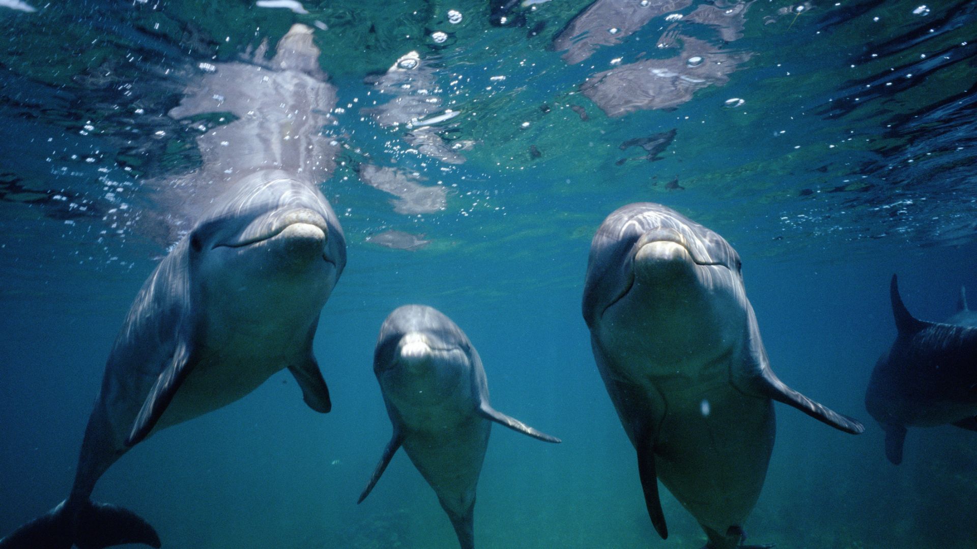 Dolphin Speed Mystery Solved: Unlocking the Power of Vortex Rings (2026)