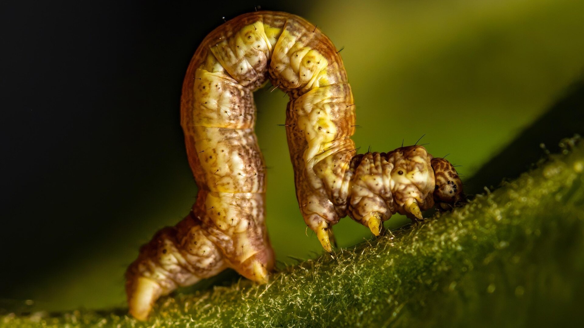 Inchworm-inspired robot uses 10 MeV-tolerant muscles to navigate Mars-like terrain (2026)