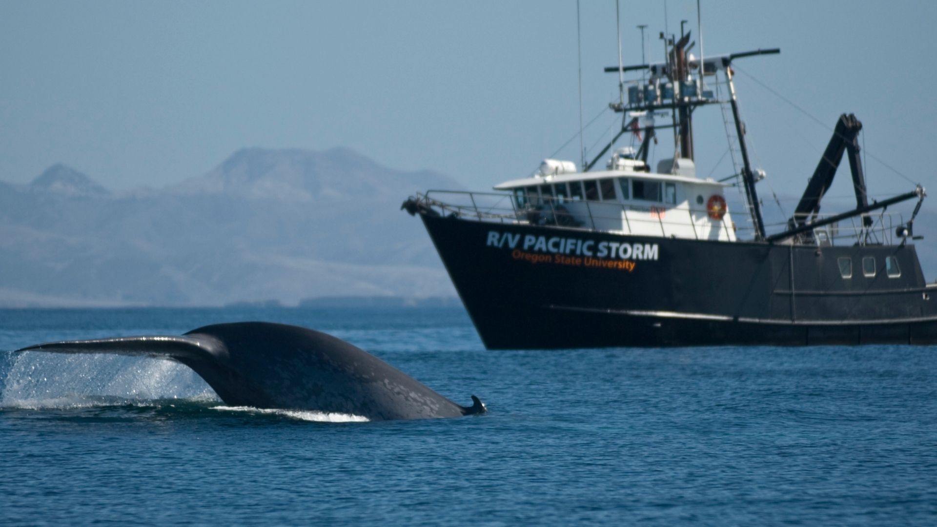 7 Largest Sea Creatures: From Blue Whales to Colossal Squid (2026)