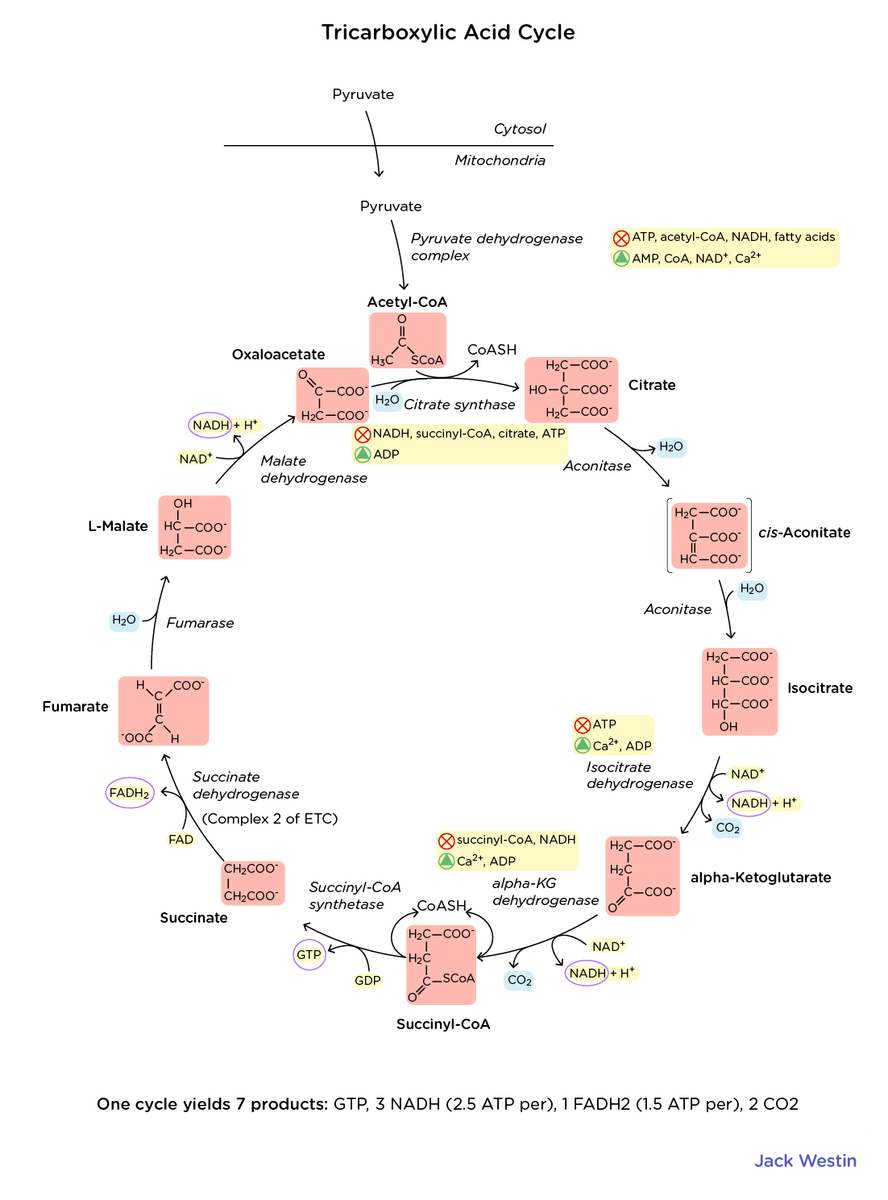 MCAT Reactions of the Cycle, Substrates and Products