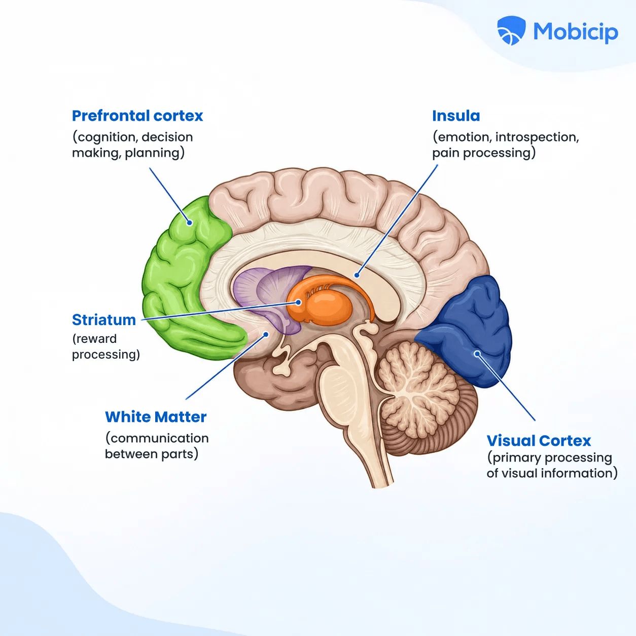 fast changing parts of a child's brain