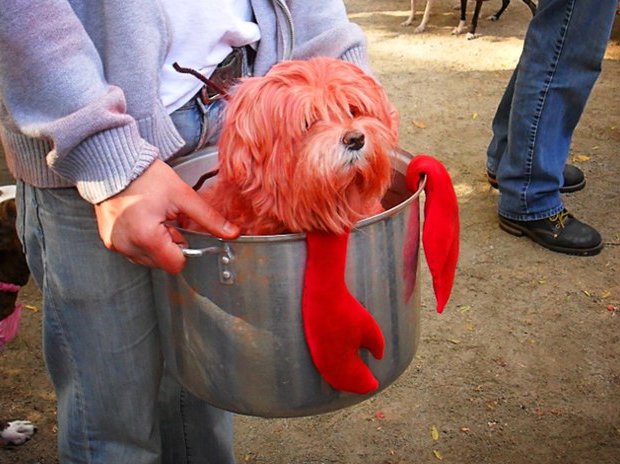 Dress Up Your Dog And Win At These Halloween Canine Costume Contests Gothamist