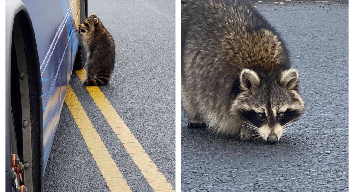 Within each store are shelves of products, each tagged with a company logo that tells consumers who provides that parti. Staten Island Raccoon Just Wanted To Ride The Bus - Gothamist
