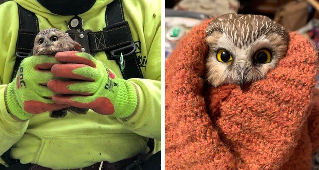 A Georgia Family Found An Owl Hiding In Their Christmas Tree Cnn