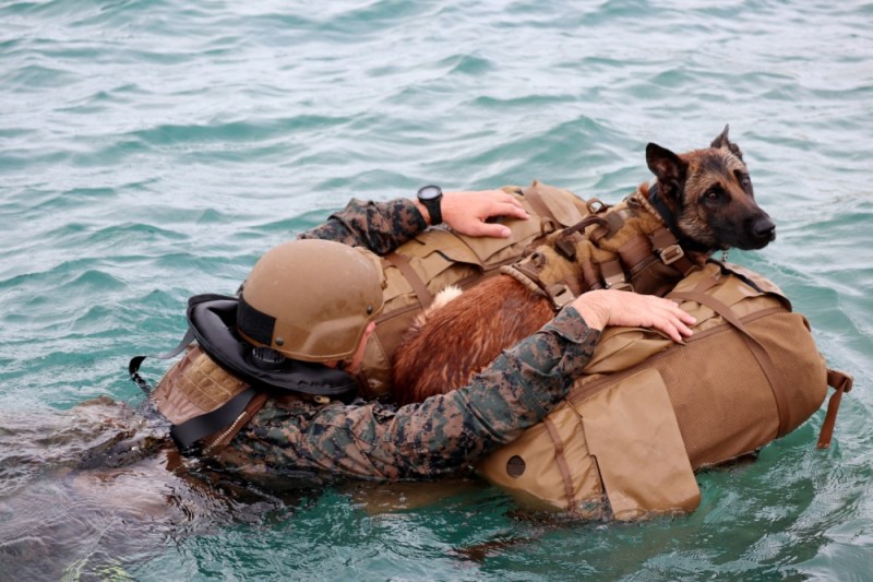 The Pic of the Day Special operations Marines and their K9s SOFREP