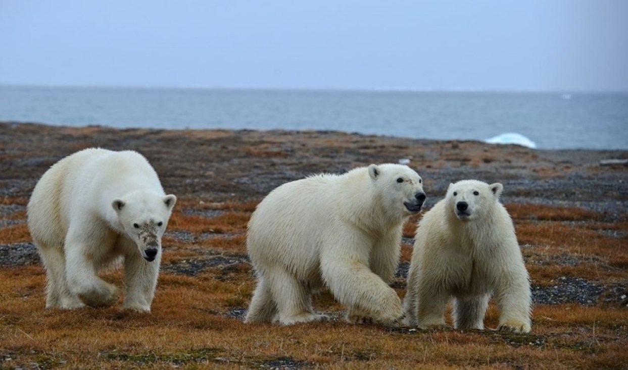Polar Bears on Wrangel Island
