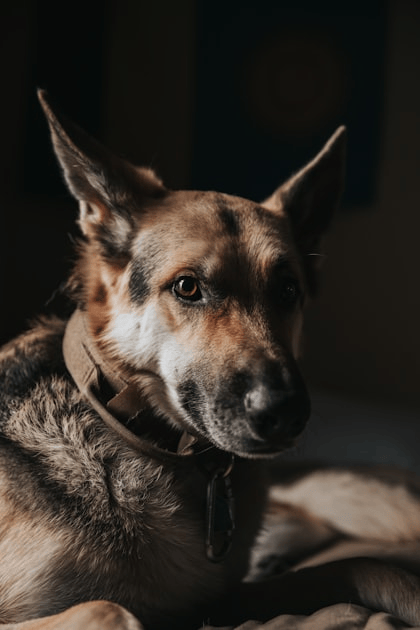Understanding Service Dog Laws