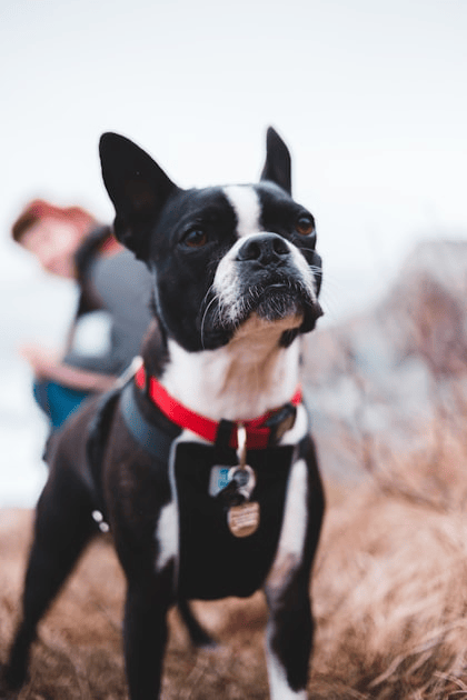 The Best Breeds for Service Dogs