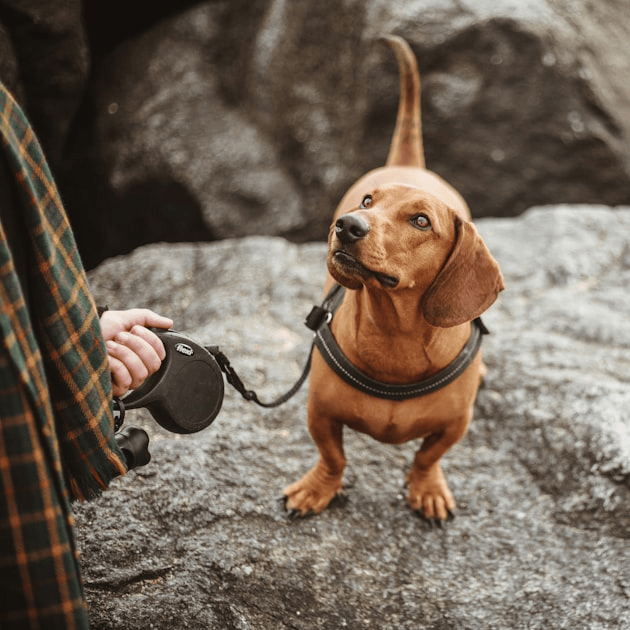 Choosing the Right Service Dog