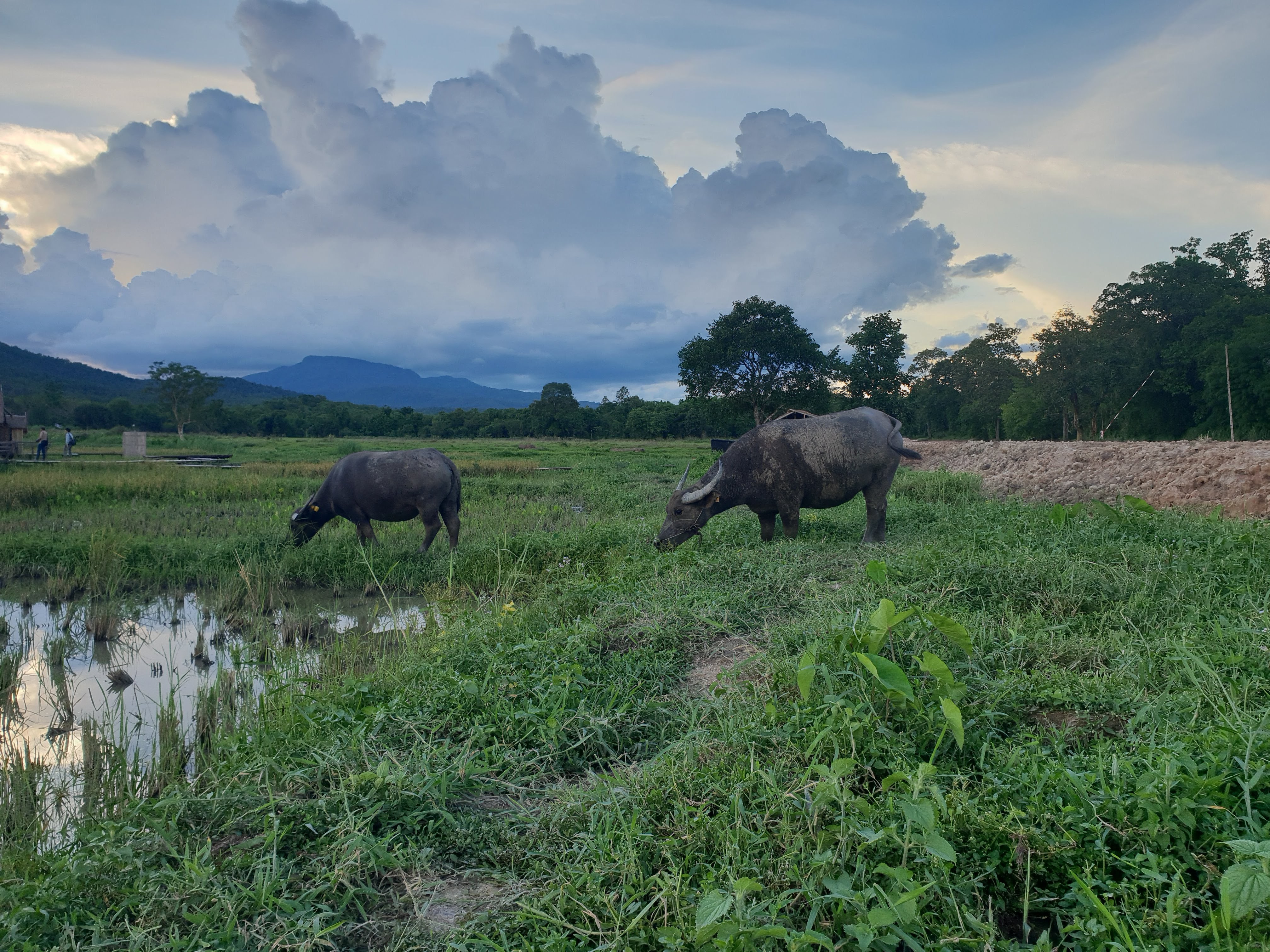 Huay Tueng Tao Short Trail Loop