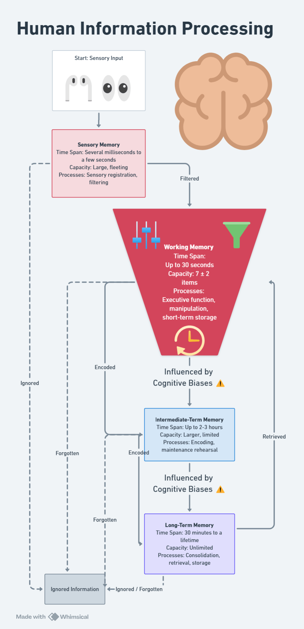 Flowchart of Human Information Processing highlighting sensory memory, working memory, intermediate-term memory, and long-term memory stages with time spans and cognitive biases.