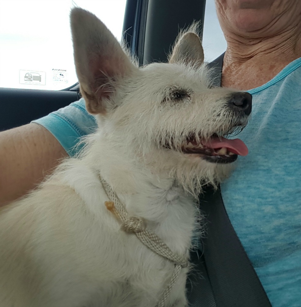 Dog Rescuer News Well That Weekend Didn't Turn Out Like I'd Planned!