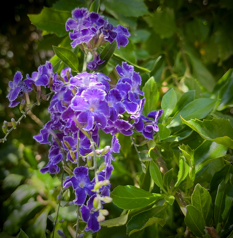 Phil furnari, california desert nursery. Moller's Garden Center | Coachella Valley Weekly