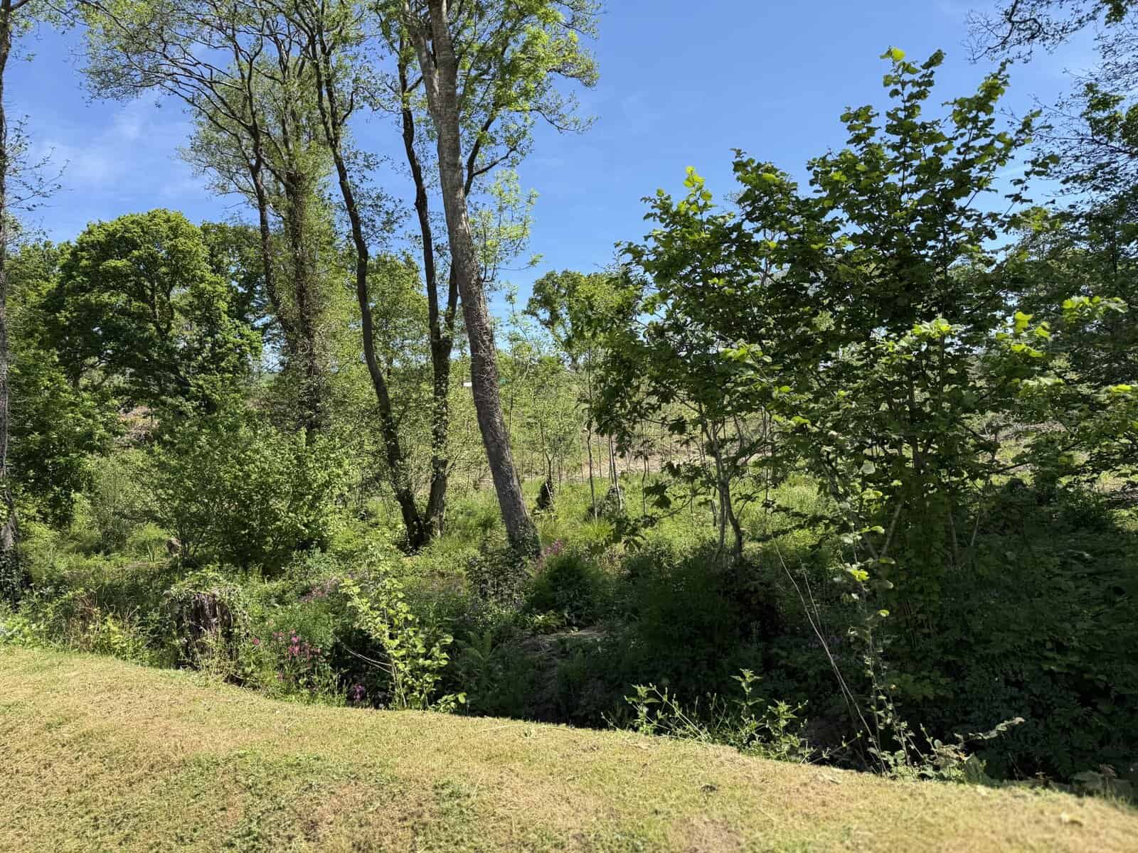 Lush green woodland scene under a bright blue sky.
