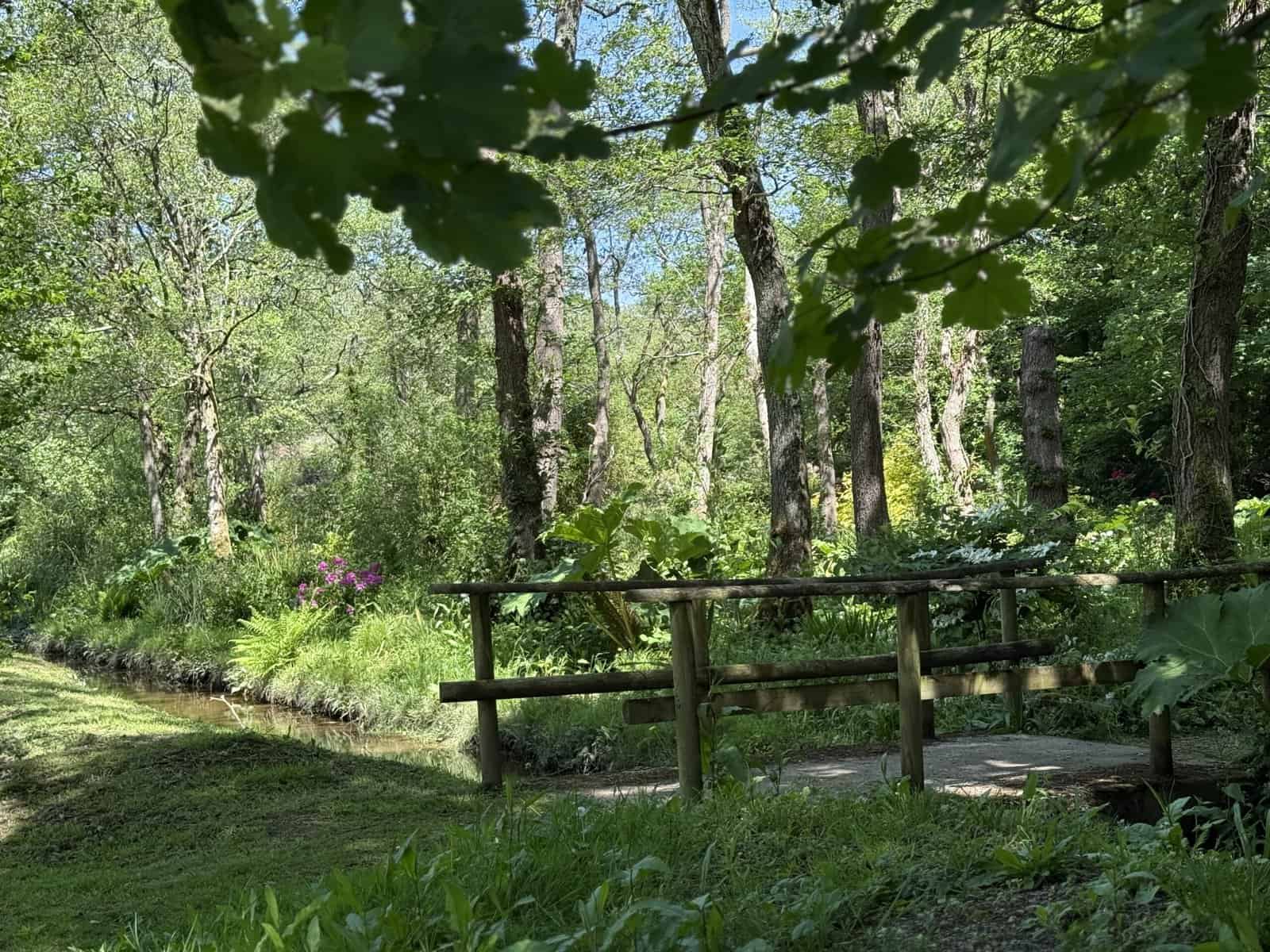 Wooden footbridge over a stream in a lush green forest.