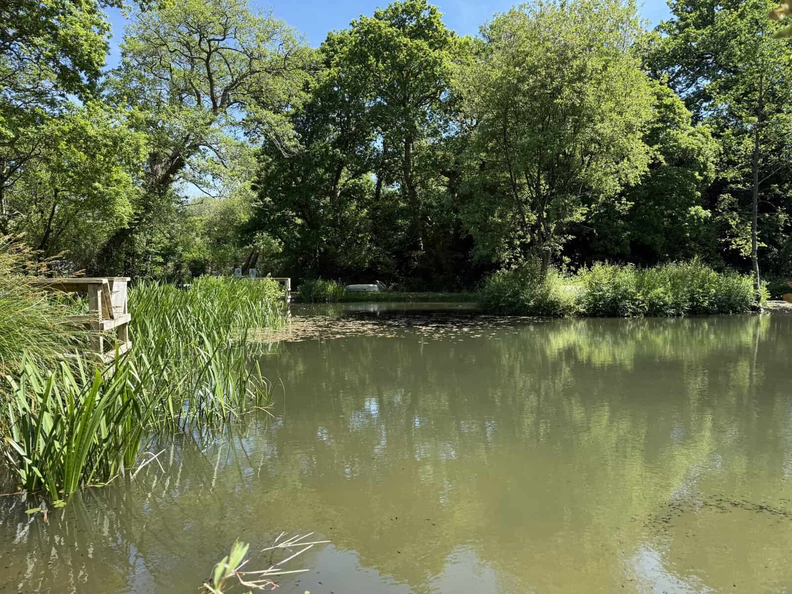 Calm pond surrounded by lush green trees.