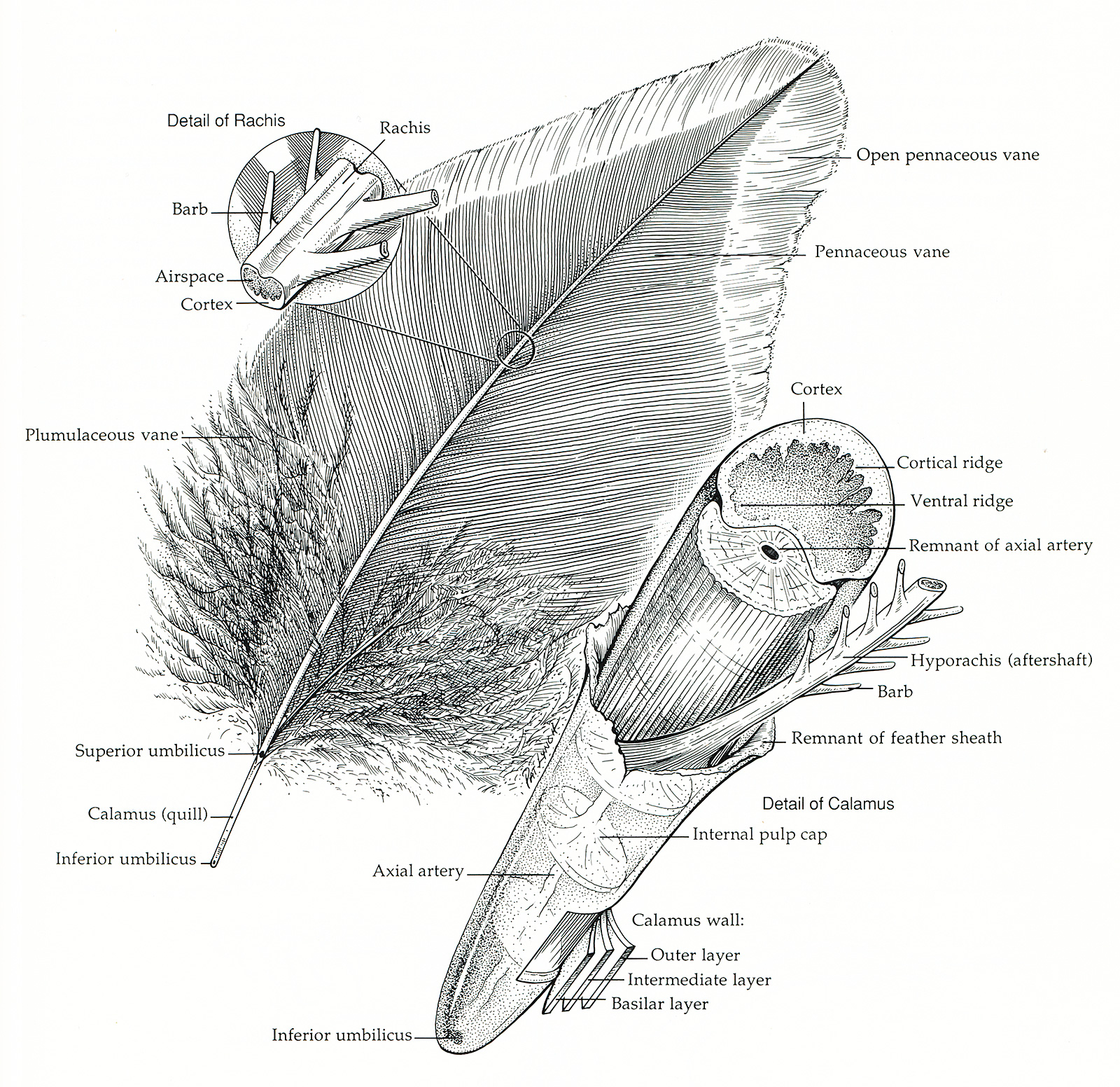 語学+参考書 Manual of Ornithology: Avian Structure and Function 51Yjqp1FqsL.jpg_BO30,255,255,
