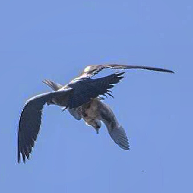 Falcon kills Ross's Gull