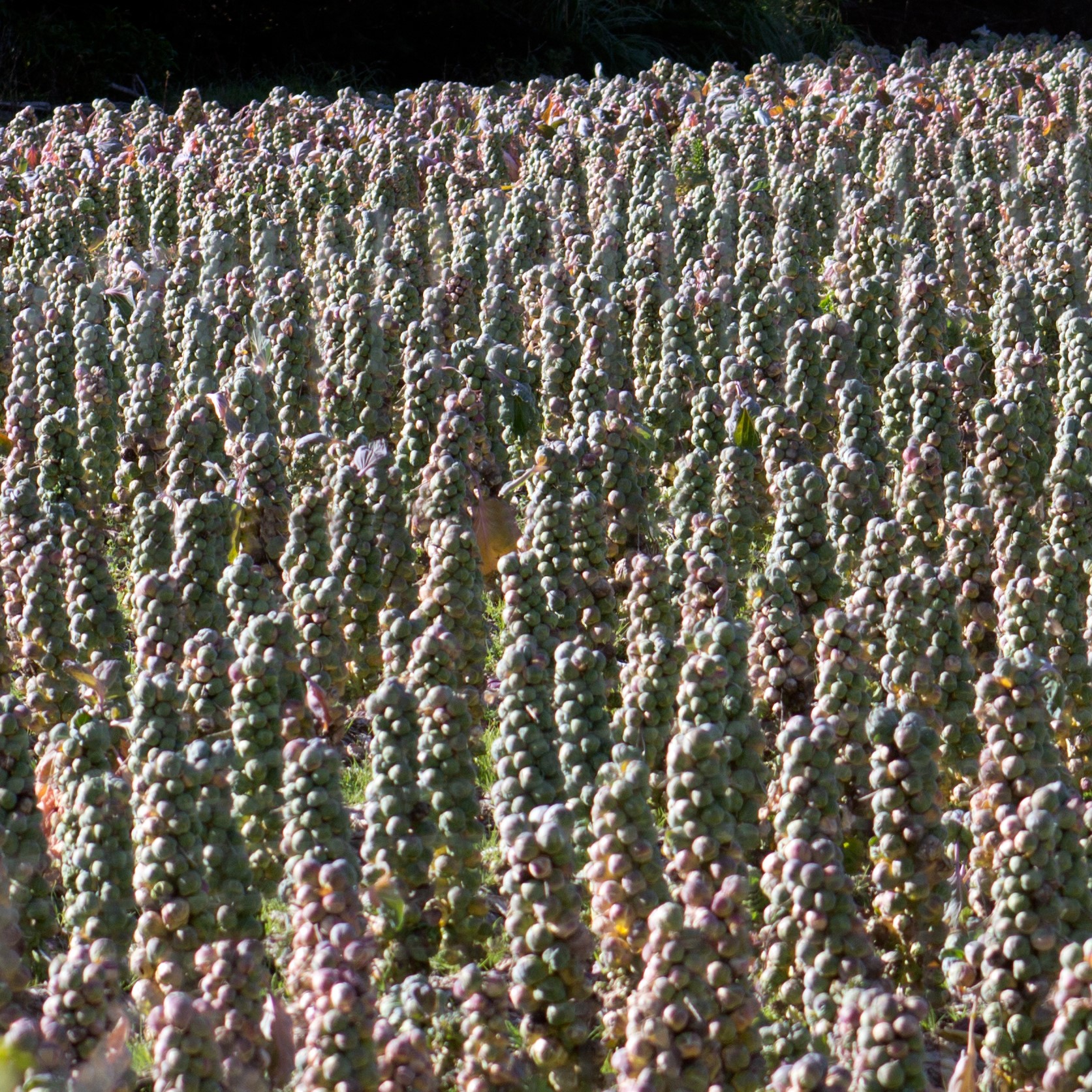 Brussels sprout field. [Photo by Dawn Page]