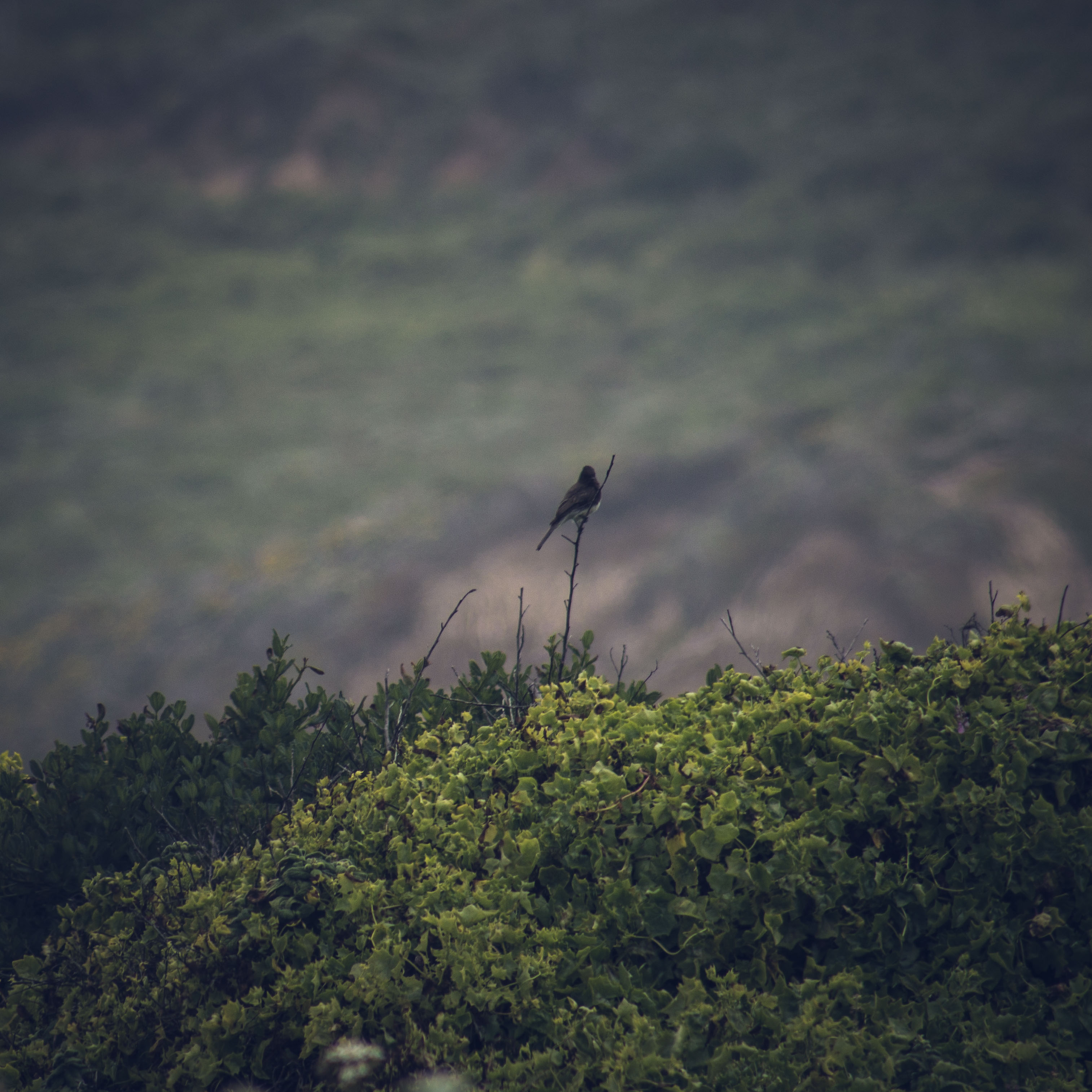 Garrapata State Beach. Dawn Page/CoastsideSlacking