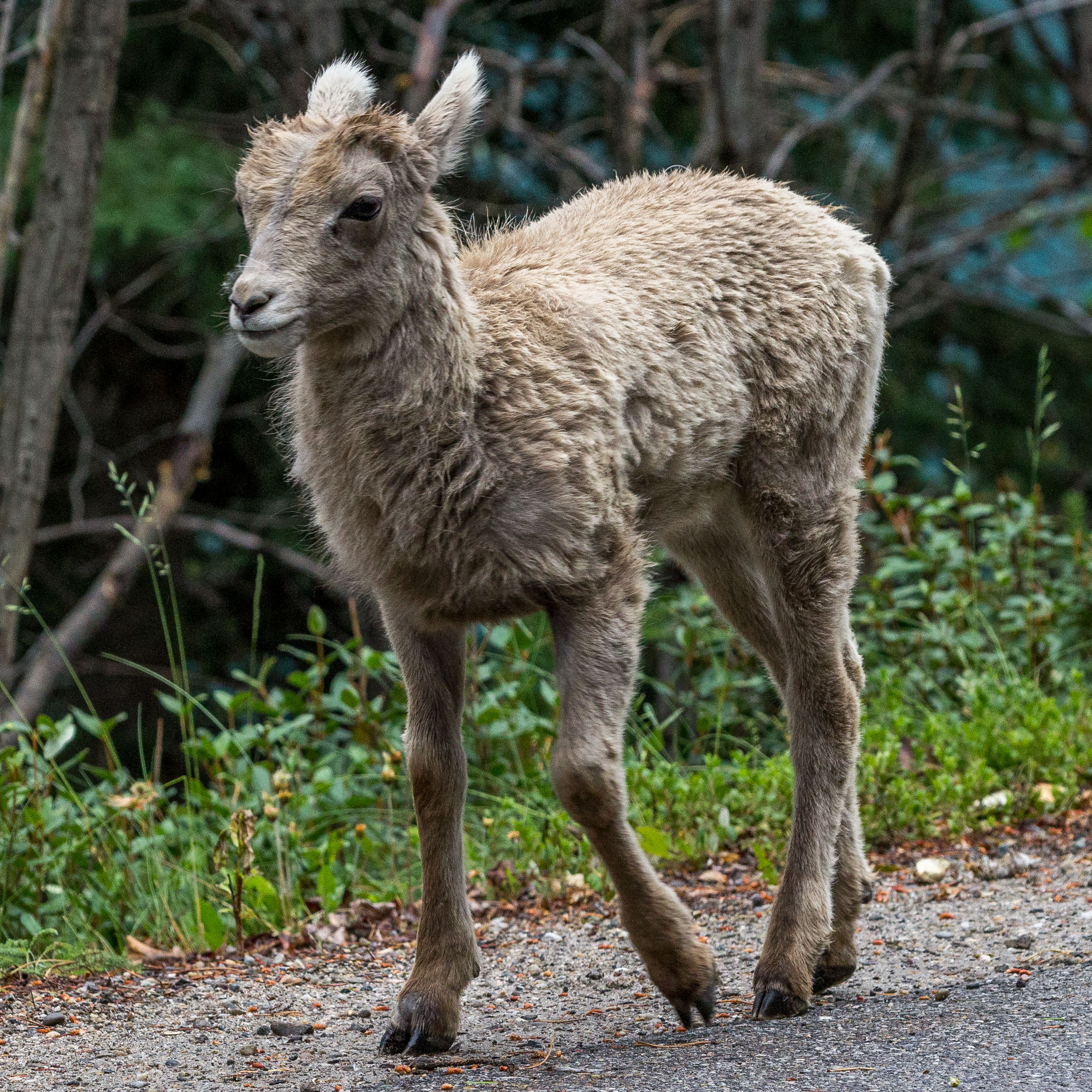 Bighorn sheep at Banff National Park. Dawn Page / Coastsideslacking