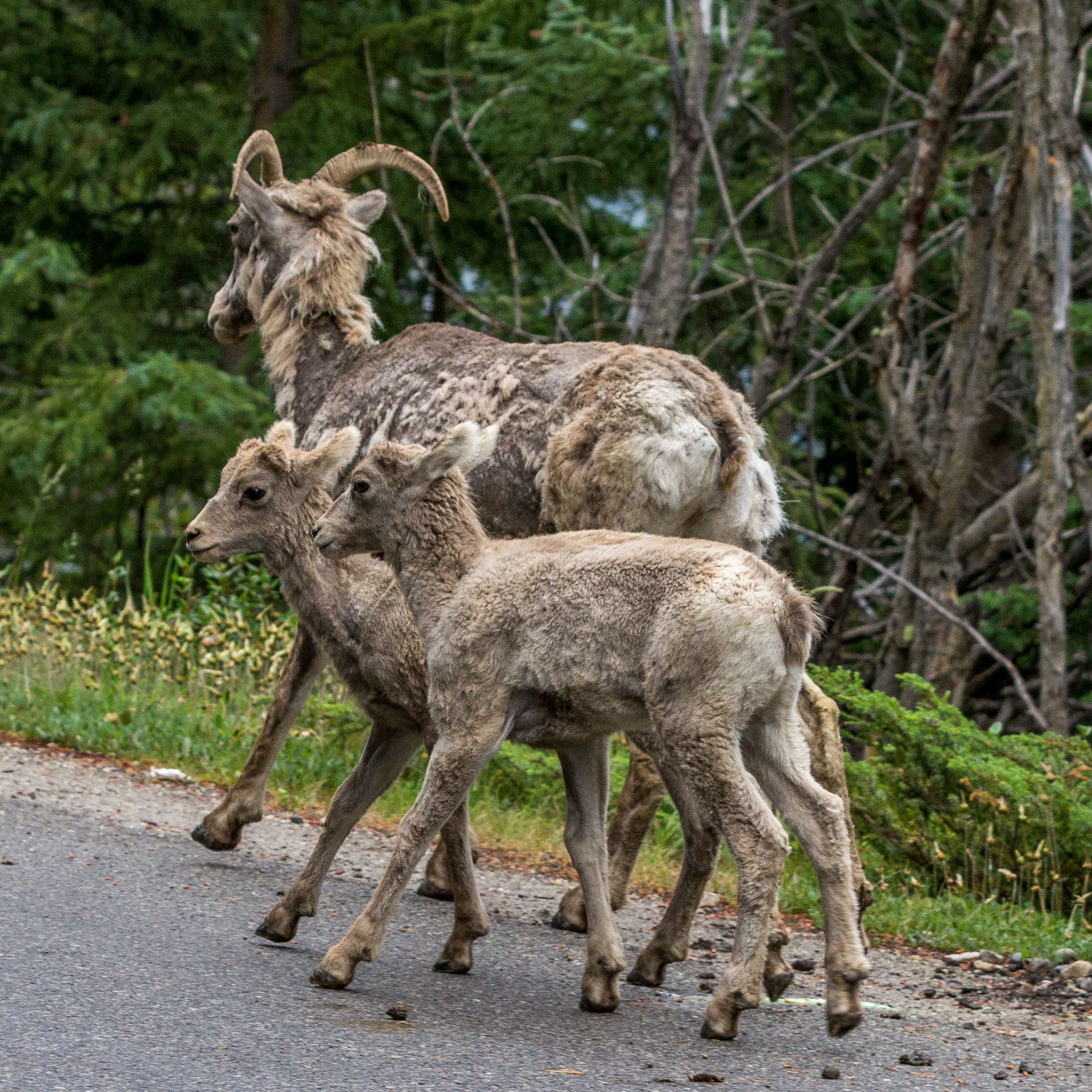 Bighorn sheep at Banff National Park. Dawn Page / Coastsideslacking