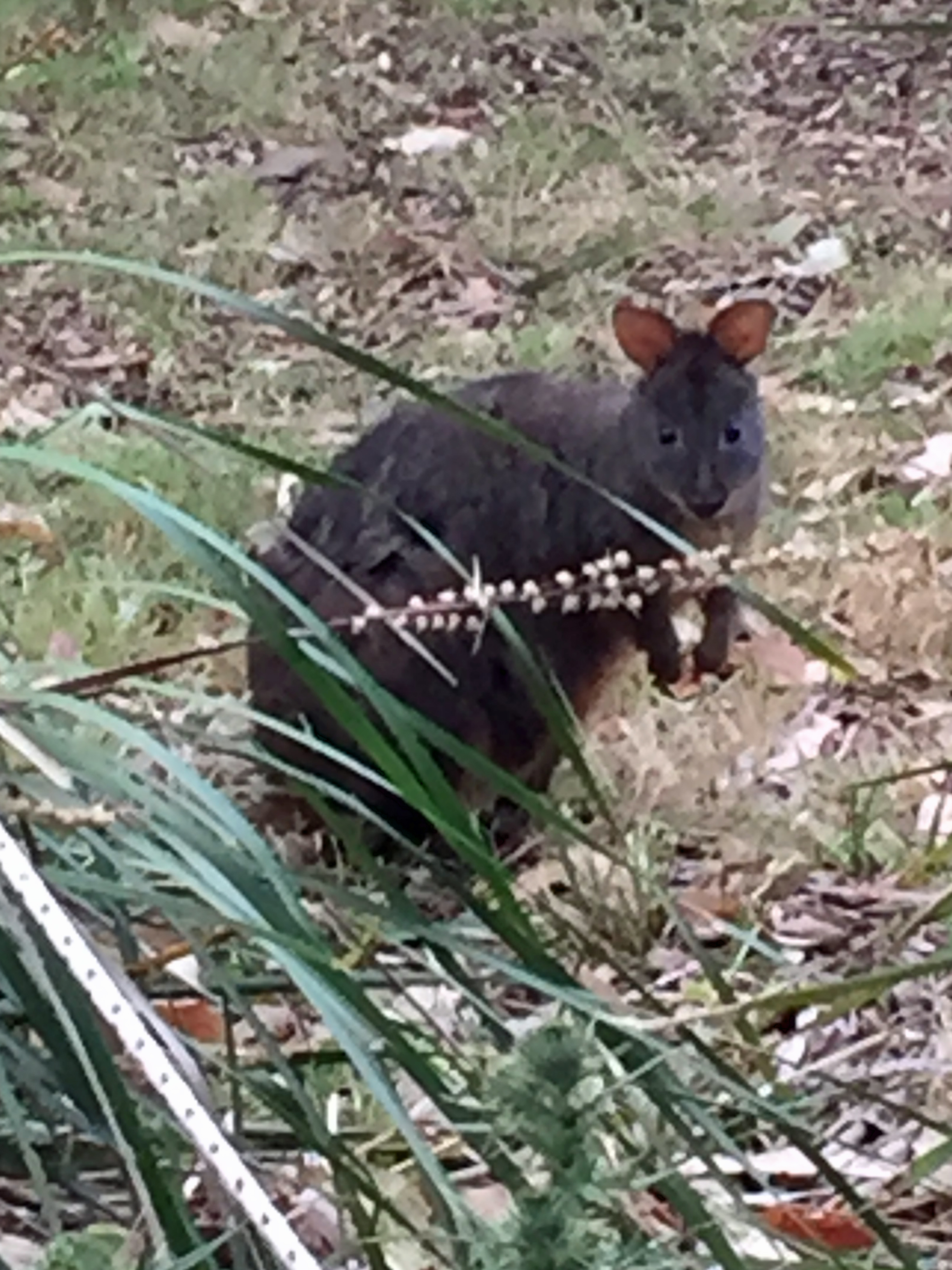 Wallabie